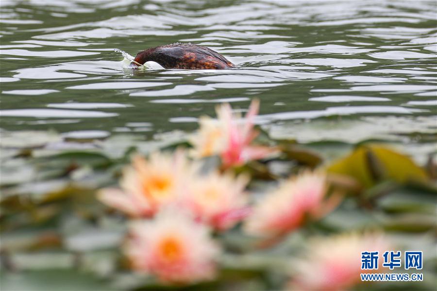 贵阳观山湖：鸟戏莲叶间