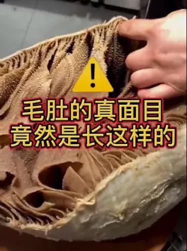 毛肚是什么動物身上的,毛肚是什么動物身上的什么部位