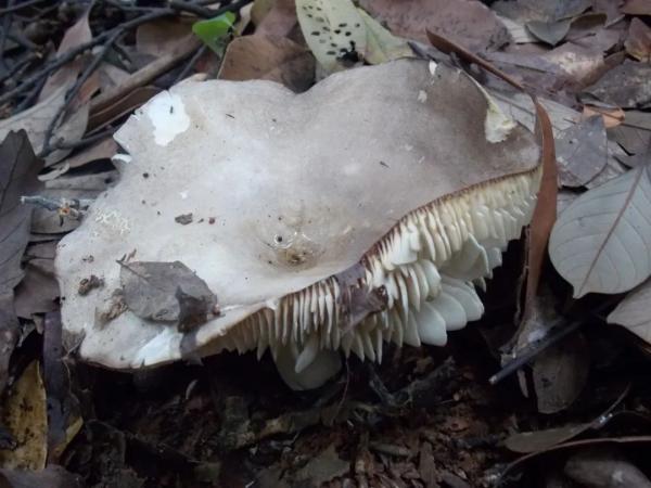 颜色朴素的蘑菇没有毒？不可信！这十几种蘑菇都有毒，要认清