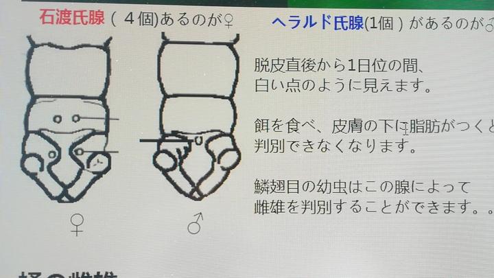 1只母蚕蛾能配几只公蚕蛾（一只母蚕蛾可以配几只公蚕蛾）-第4张图片-昕阳网