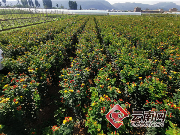 顺应鲜花市场需求 云南江川农户种植火龙珠走出致富路