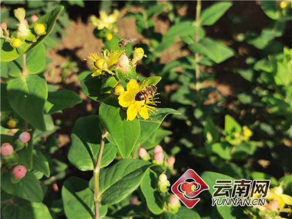 顺应鲜花市场需求 云南江川农户种植火龙珠走出致富路