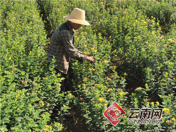 顺应鲜花市场需求 云南江川农户种植火龙珠走出致富路