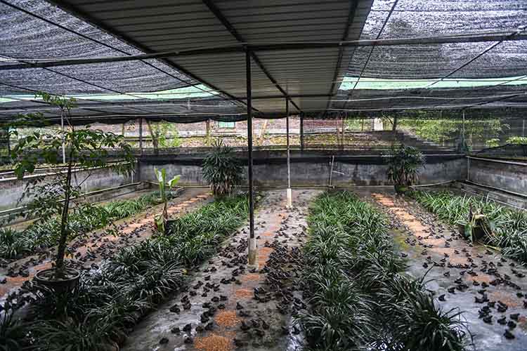 石蛙养殖技术 石蛙养殖基地培训-思宇生活