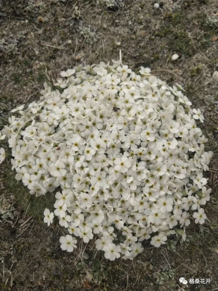 高原诗会：萨娜吉｜野花朵朵，那是雪山在报春