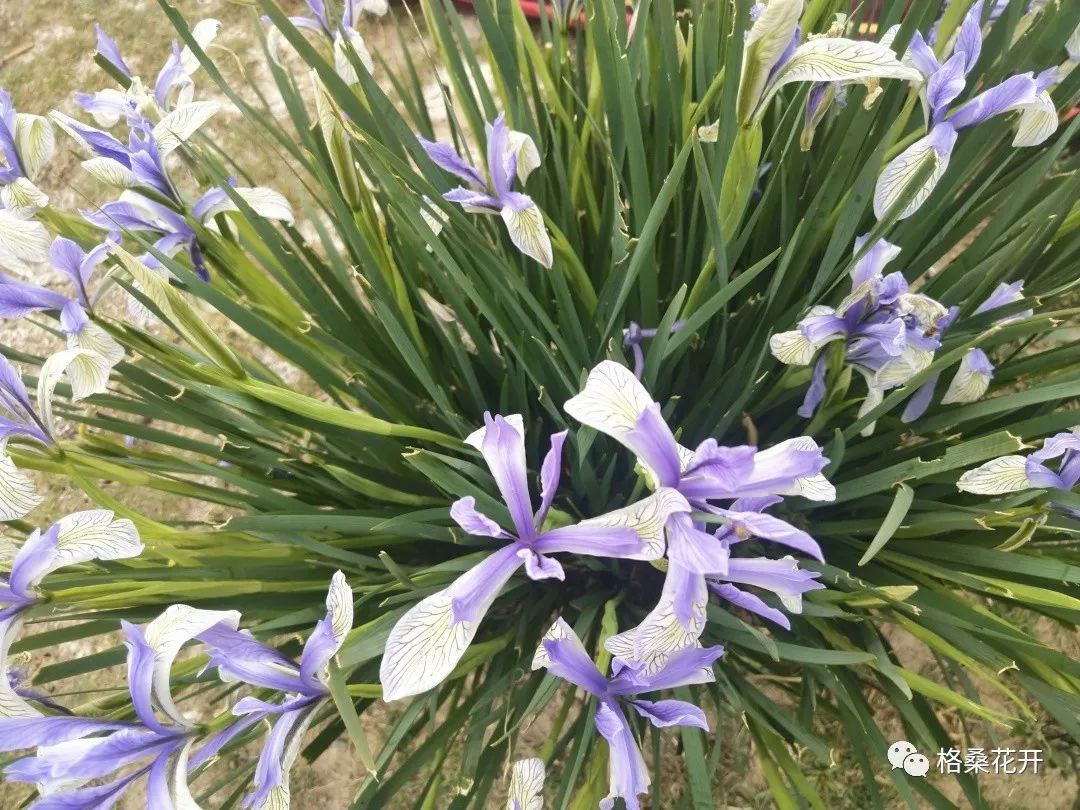 高原诗会：萨娜吉｜野花朵朵，那是雪山在报春