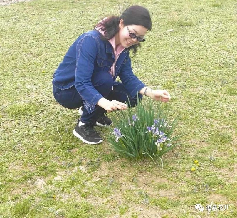 高原诗会：萨娜吉｜野花朵朵，那是雪山在报春