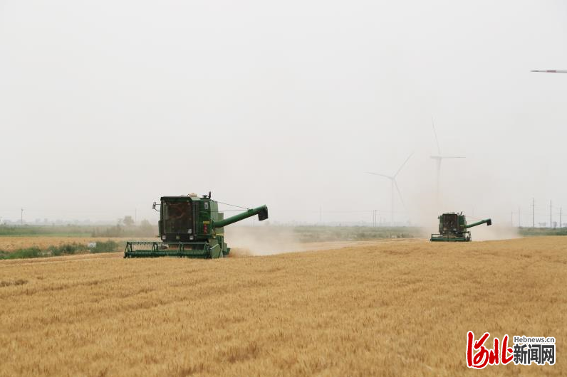 河北黃驊：2600畝旱堿麥田開始機(jī)收