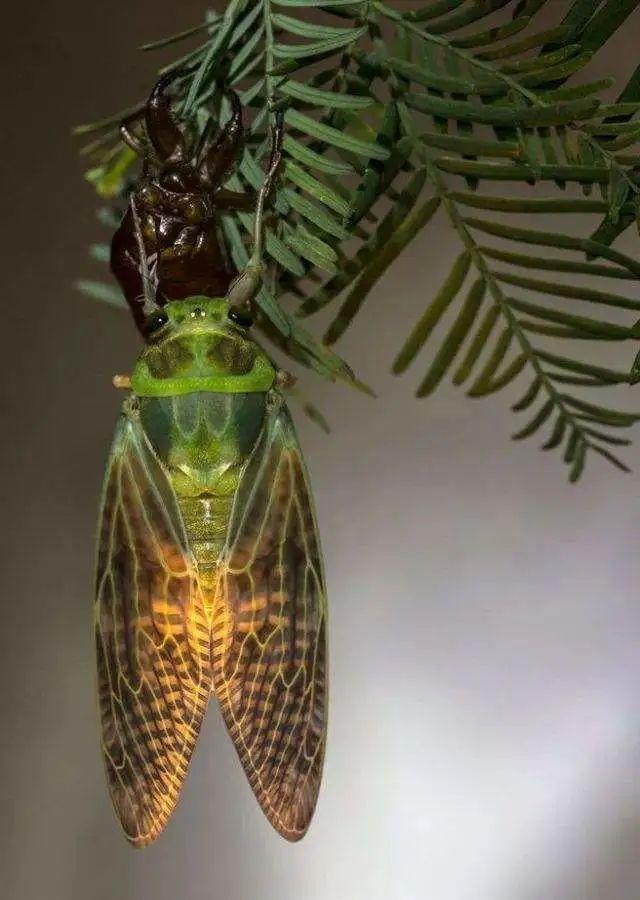 二候蝉始鸣:蝉鸣里树影明灭,忽觉夏长.