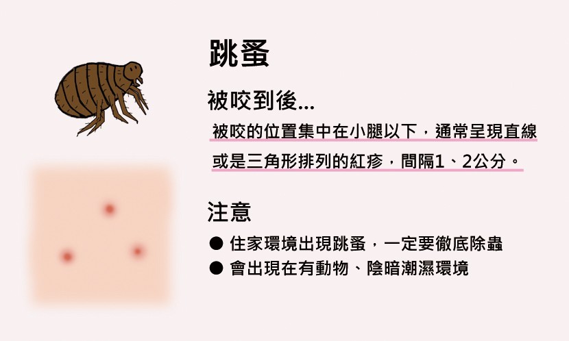 跳蚤咬的症状图片 怎么判断是被跳蚤咬的图片-星星快文
