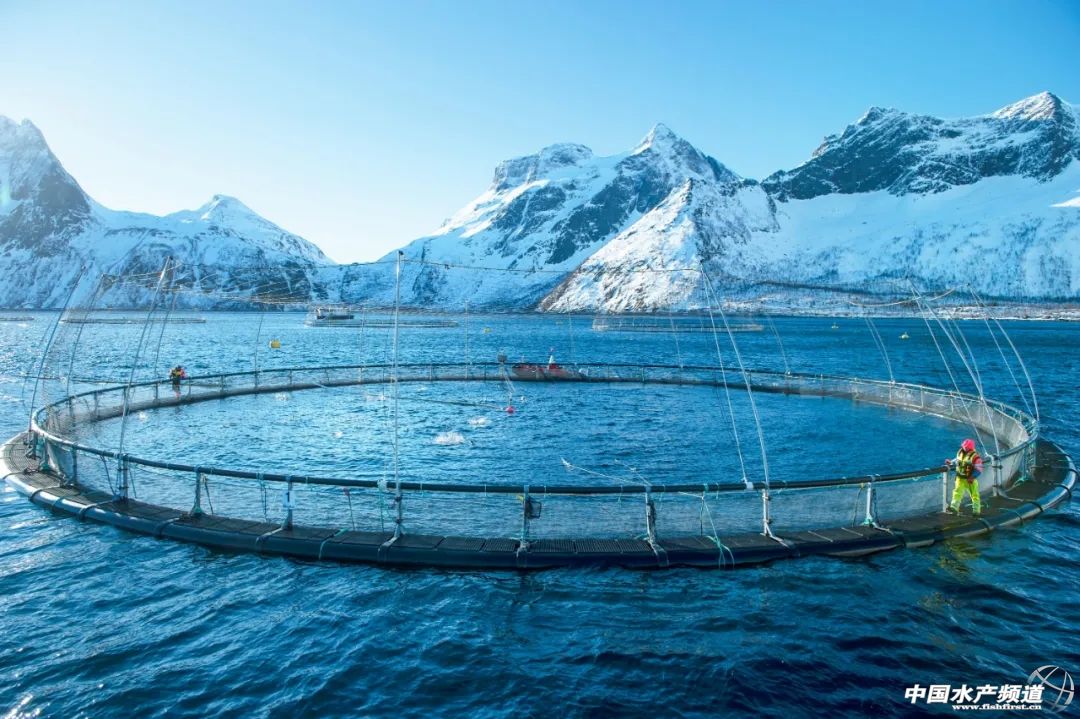 你吃到的挪威三文鱼是如何养殖的?