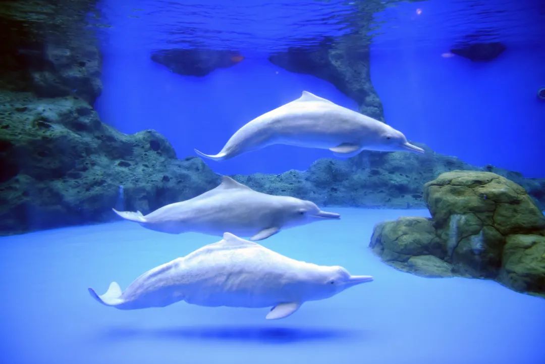 珠海长隆海洋王国虽然它是珠海长隆唯一的主题乐园,但它一个顶好几鲻