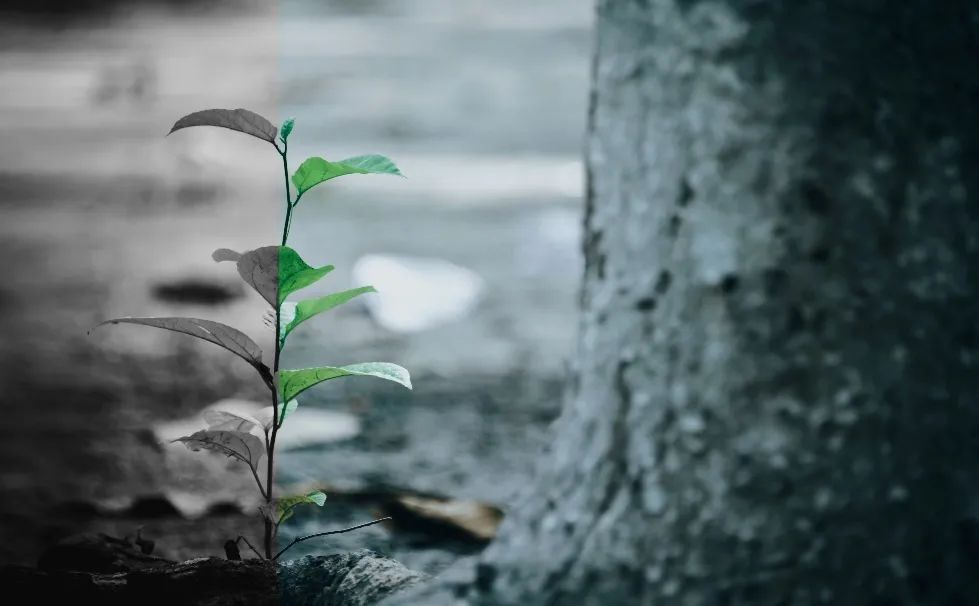 酸雨的主要成分（酸雨的主要成分和成因）-第11张图片-大连信息网