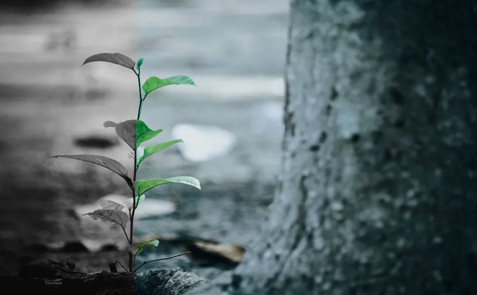 酸雨的主要成分（酸雨的主要成分和成因）-第11张图片-昕阳网