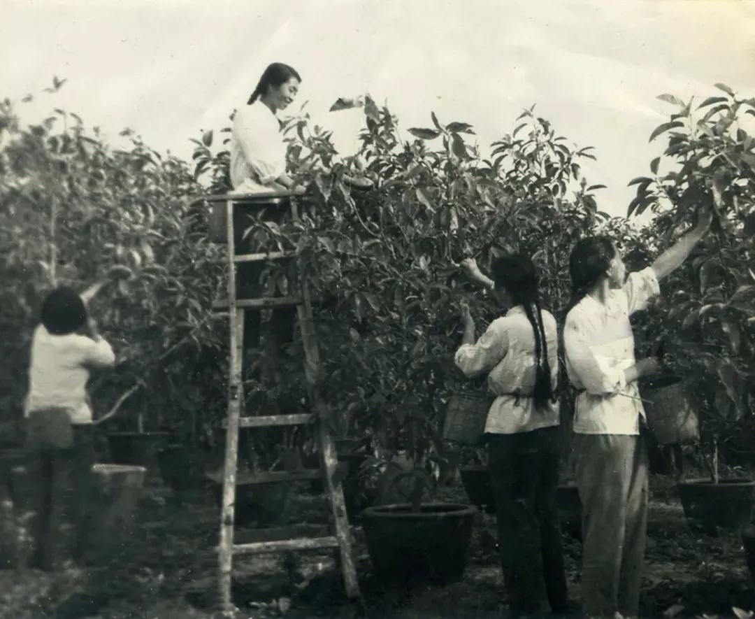 全面小康?雨花答卷｜花农成“码农”花田变“硅谷”