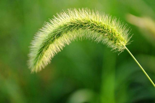 农村常见的狗尾草，常用来煮水喝，三个好处不请自来，别再浪费了