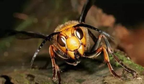 普通黄胡蜂有毒吗(黄脚胡蜂有毒吗?) - 风集网