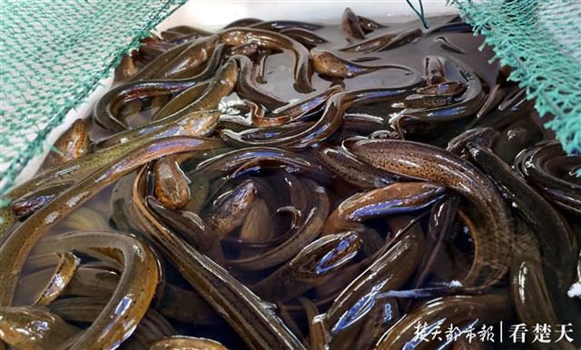 可以“岔”着吃了！汉产鳝鱼集中上市，身价同比最高降了四成