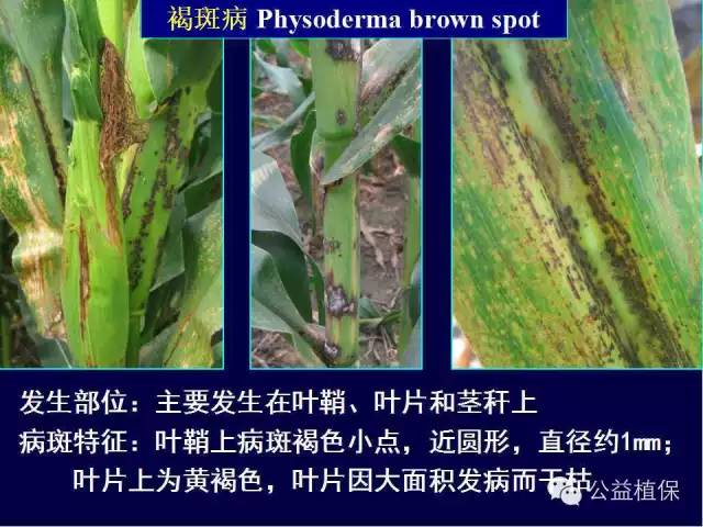 玉米病害图片大全 图解（玉米常见病害图谱）-第25张图片-科灵网