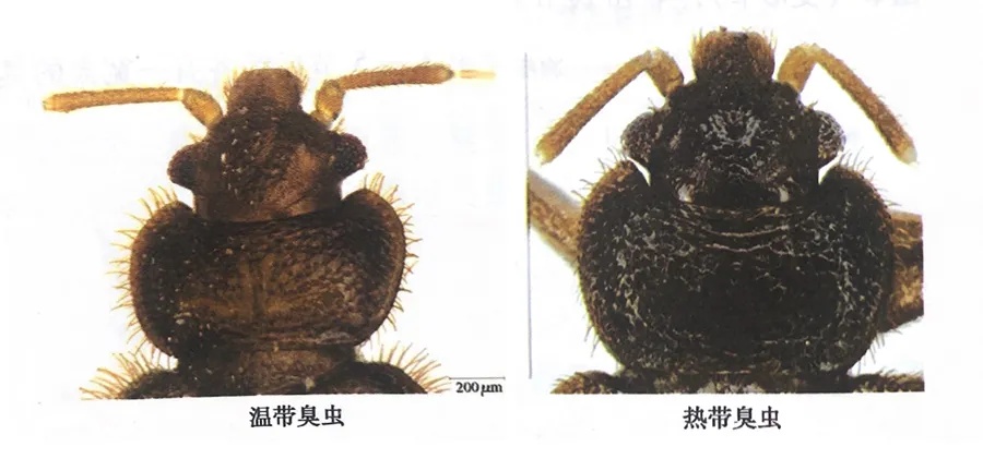 臭虫是臭的吗？