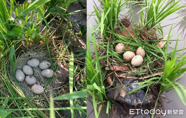 水鸡妈妈半夜走错窝！回转找亲生儿　农田「10处蛋蛋窝」超惊喜