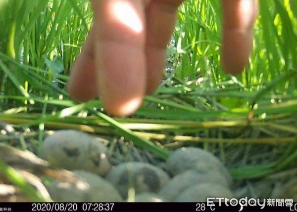 水鸡妈妈半夜走错窝！回转找亲生儿　农田「10处蛋蛋窝」超惊喜