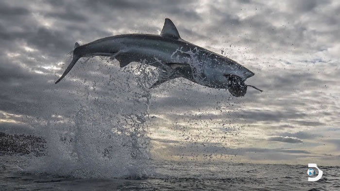 discovery频道《鲨鱼周》的空中巨鲨:大白鲨跃出海面4.