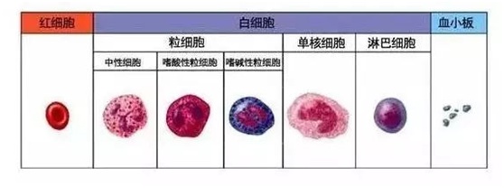 看懂验血报告单各项指标