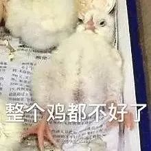 今日广东白切鸡价格「广东白切鸡的制作方法」