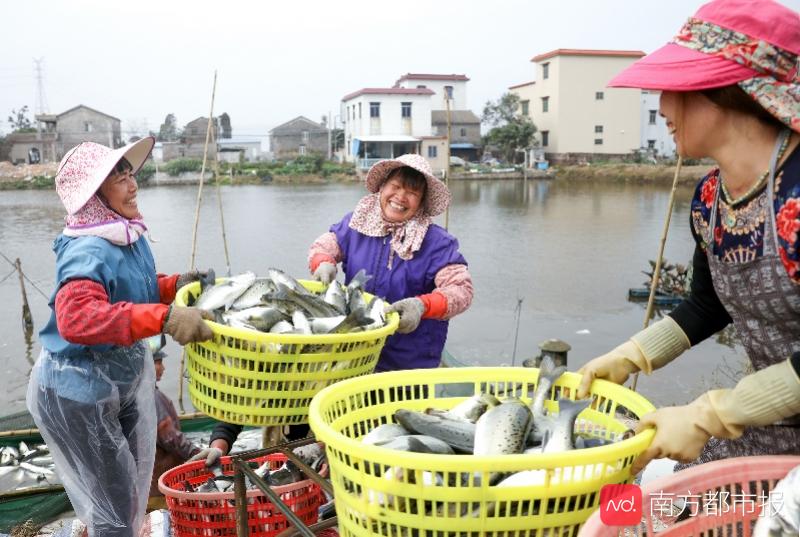 东湾生态园(珠海斗门生态农业园：沙田变金田产业旺，园区变景区致富强)