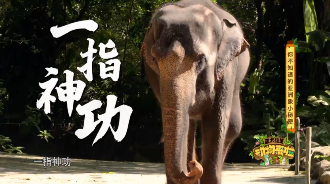 在大象鼻子的顶端有像手指一样的突起非洲象是两头只有一只亚洲象这个