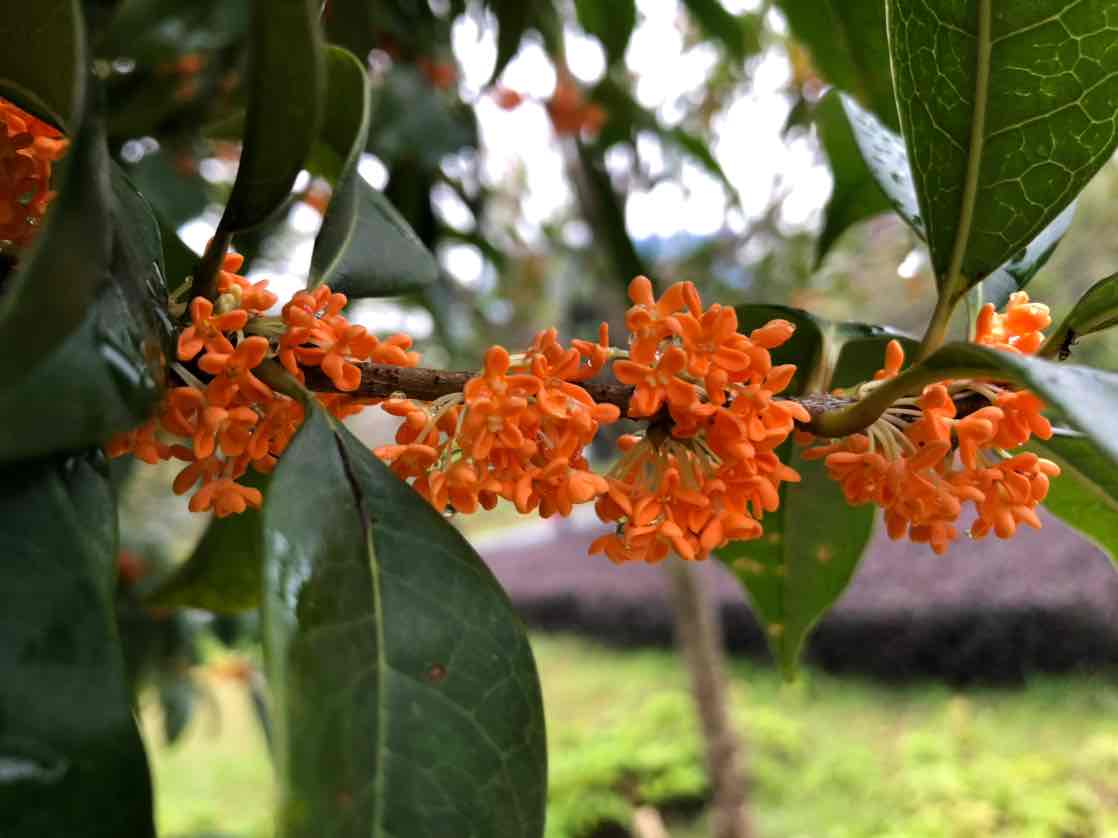 桂华馥郁香满园.秋高百花已凋零,伊人闻香久流连.