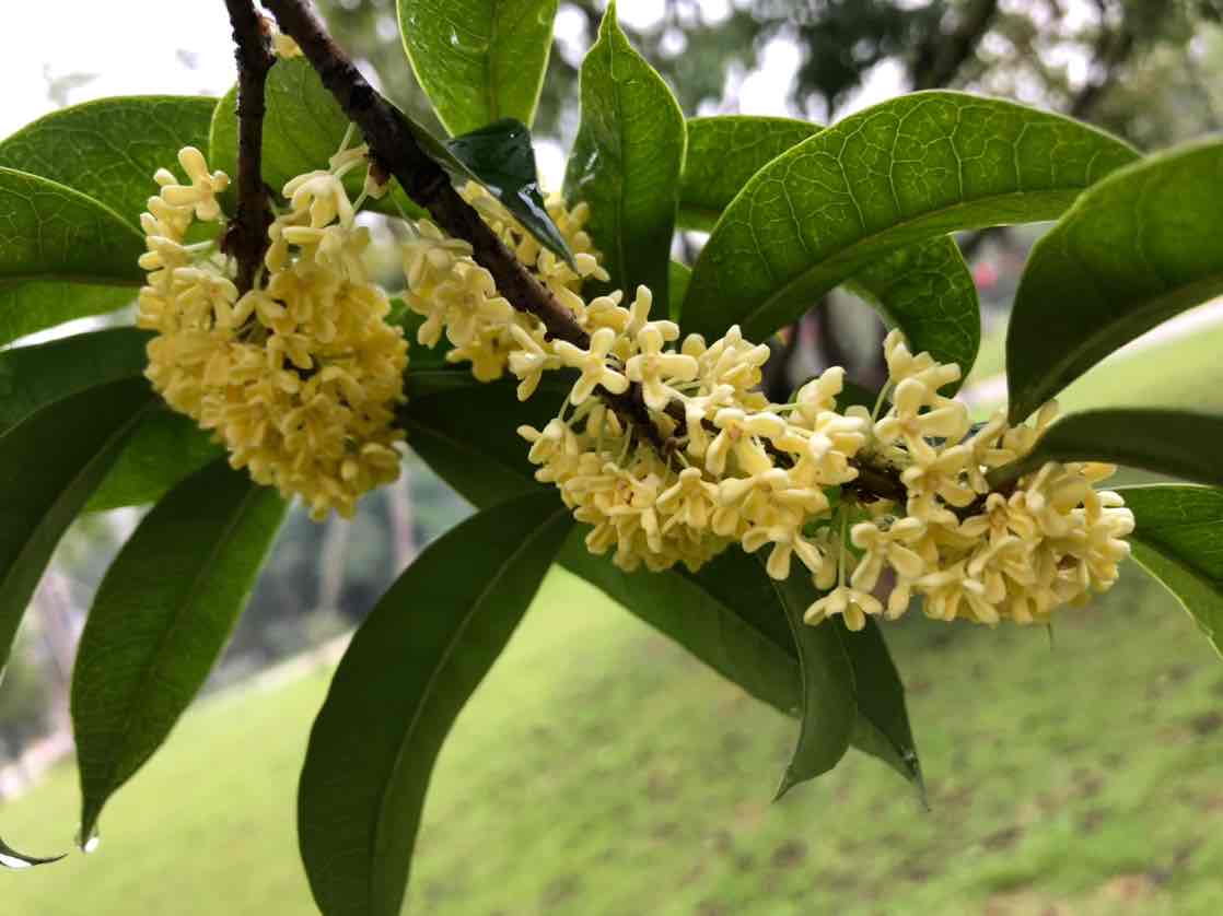 桂华馥郁香满园.秋高百花已凋零,伊人闻香久流连.