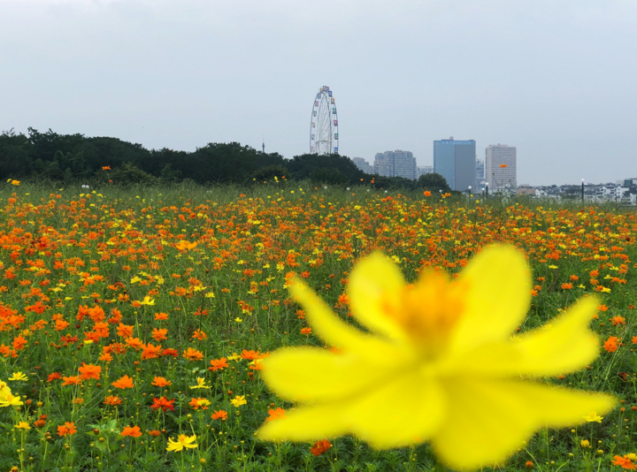 国庆中秋哪里游？兰溪中洲公园百万硫华菊浪漫盛放等你来赴约