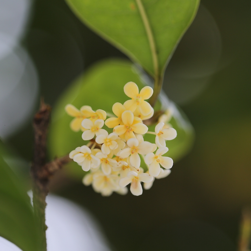 路人闻芳何处来，秋雨不压桂花香