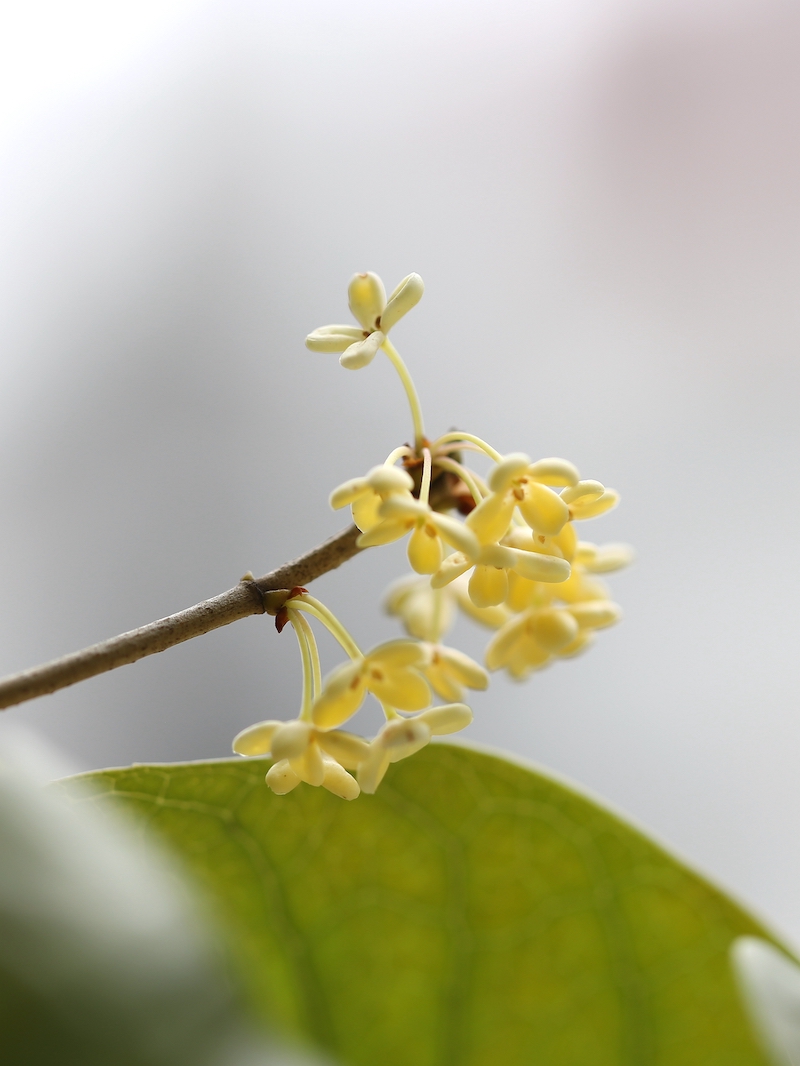 路人闻芳何处来，秋雨不压桂花香