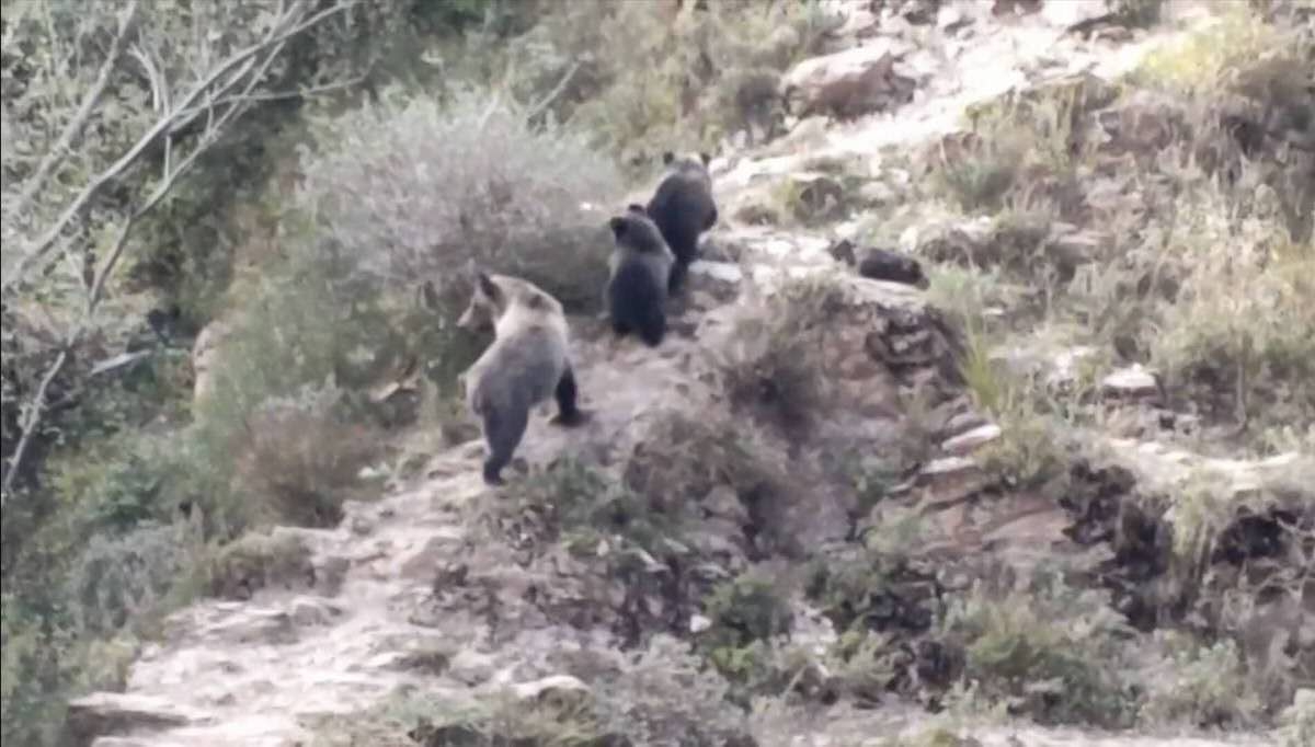 马熊祸事｜三江源牧羊的北京大学生，为何死于青海马熊之口？