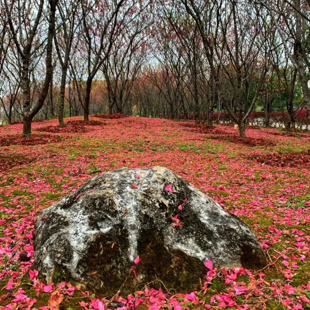 广西师范大学，有点牛