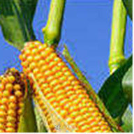 玉米亩产量（玉米亩产量一般多少斤）