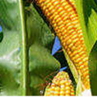 玉米亩产量（玉米亩产量一般多少斤）-第2张图片