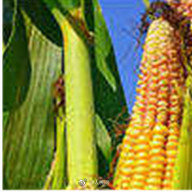 玉米亩产量（玉米亩产量一般多少斤）-第3张图片