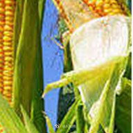 玉米亩产量（玉米亩产量一般多少斤）-第4张图片