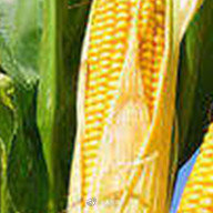 玉米亩产量（玉米亩产量一般多少斤）-第5张图片