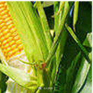 玉米亩产量（玉米亩产量一般多少斤）-第7张图片