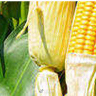 玉米亩产量（玉米亩产量一般多少斤）-第8张图片