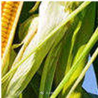玉米亩产量（玉米亩产量一般多少斤）-第9张图片