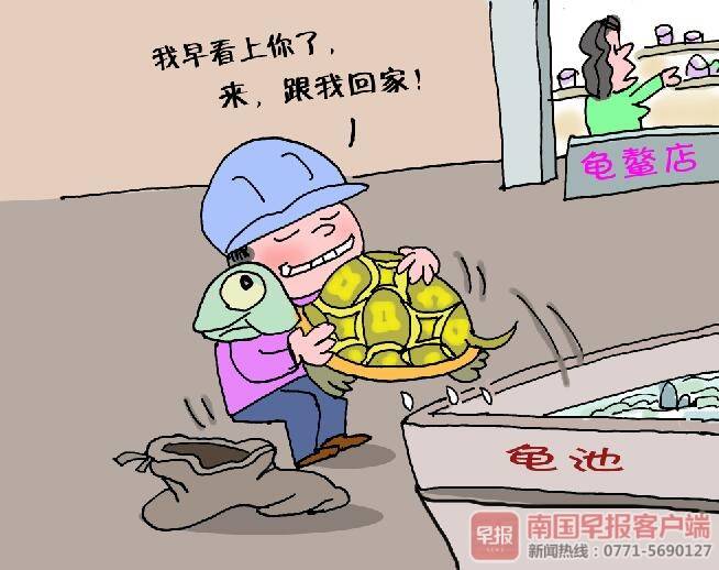 金錢龜的圖片,正宗金錢龜圖片