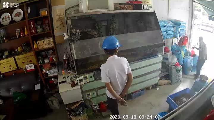 金錢龜的圖片,正宗金錢龜圖片