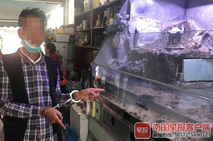 金錢龜的圖片,正宗金錢龜圖片