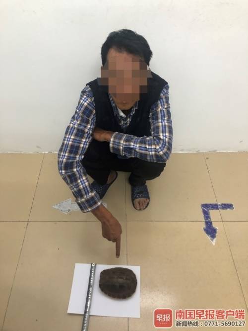 金錢龜的圖片,正宗金錢龜圖片